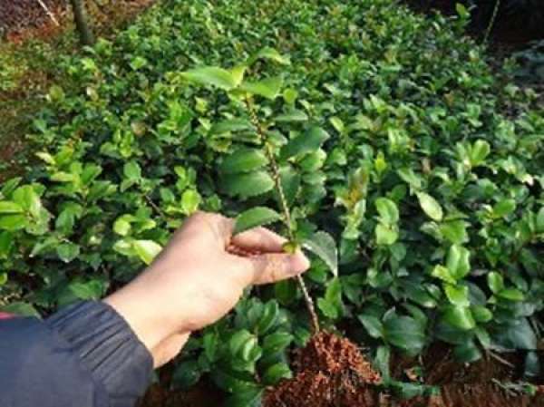Cutting Propagation of Delphinium
