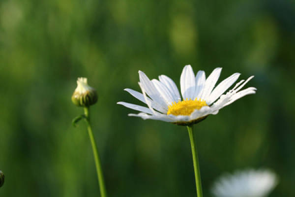 Flos Chrysanthemi