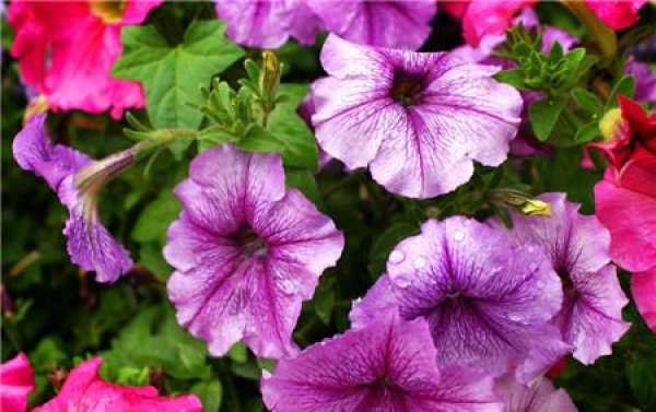When do petunias bloom?
