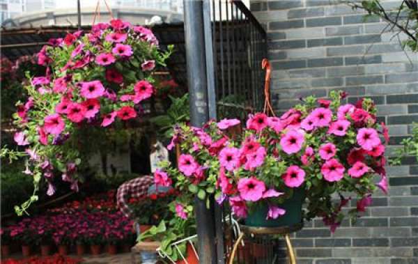 When do petunias bloom?