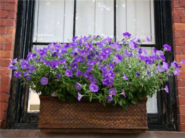 The Flower Language of Petunia