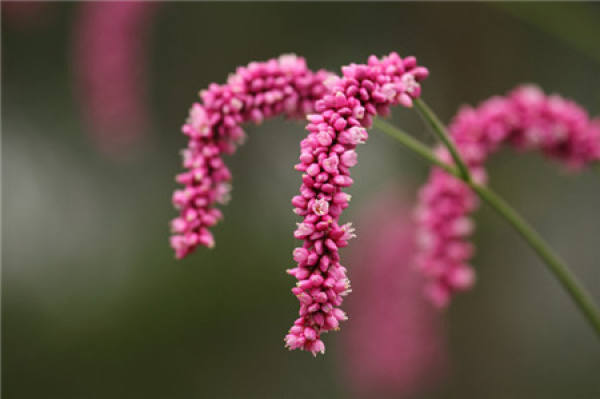 Symptom of brown spot disease of Polygonum orientale