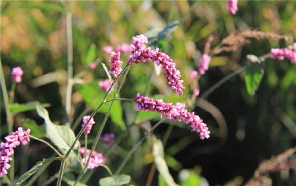 Occurrence Conditions of Brown Spot Disease of Polygonum Orientale