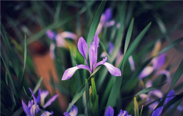 Sowing and Propagation of Iris lactea