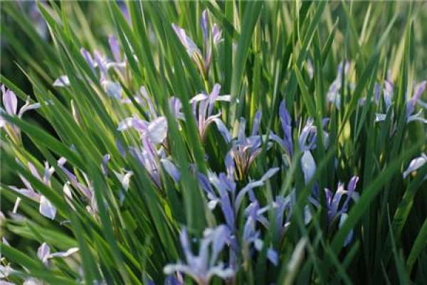 Rhizome Propagation of Iris lactea
