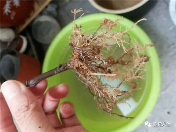 Drop a leaf