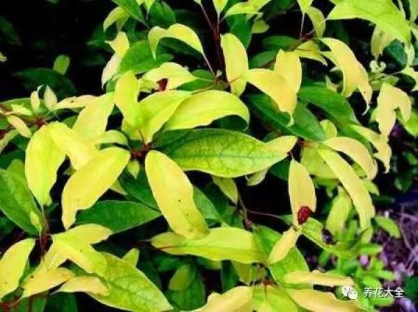 Drop a leaf