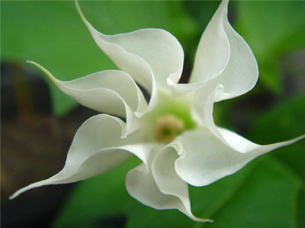Sowing and Propagation of Datura stramonium