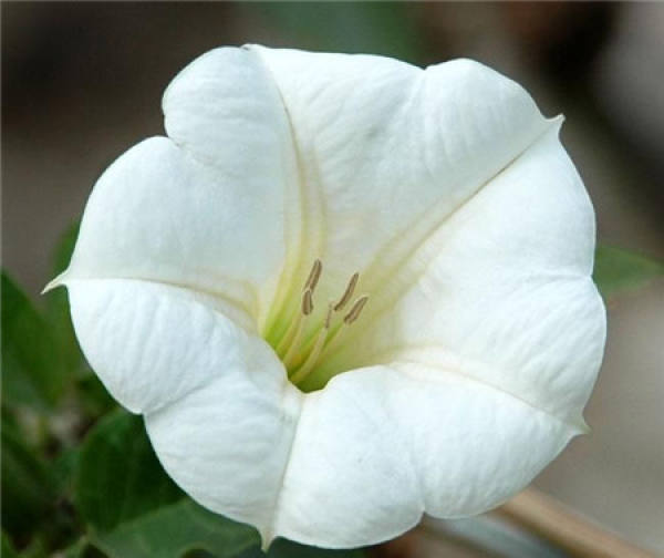 Cutting Propagation of Datura stramonium L.