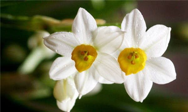 Flowering Control of Narcissus
