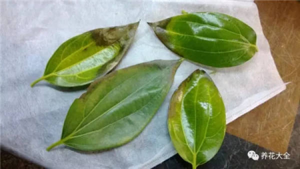 Drop a leaf