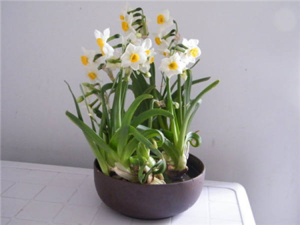 Flowering Control of Narcissus