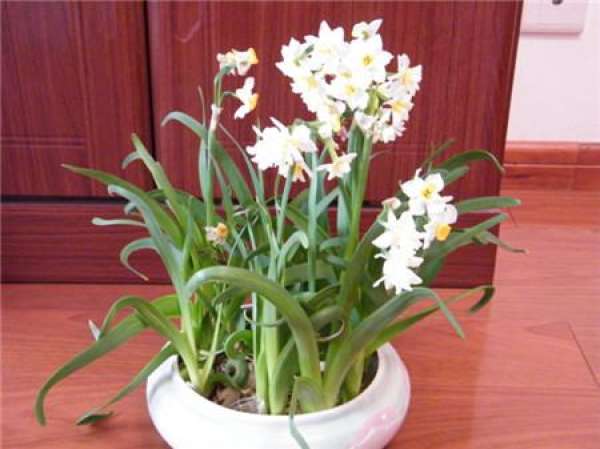 The delay in flowering of Narcissus