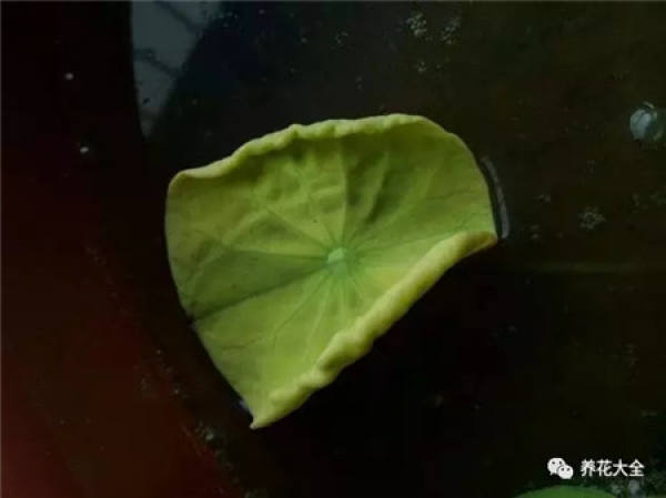 Drop a leaf