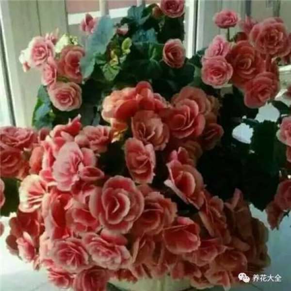 Rieger Begonia