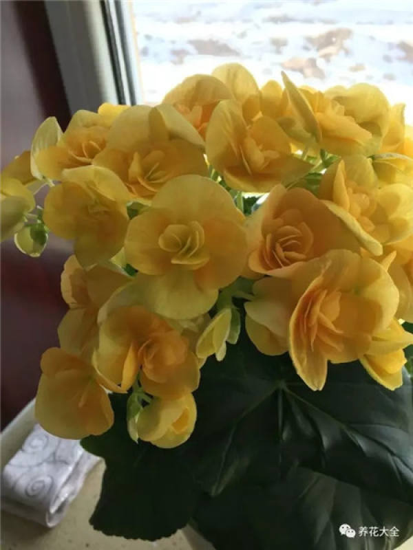 Rieger Begonia
