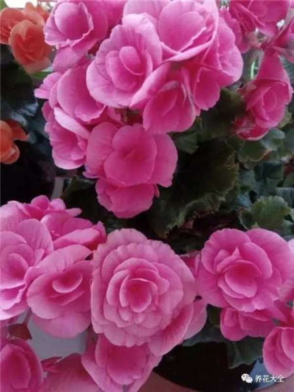 Rieger Begonia