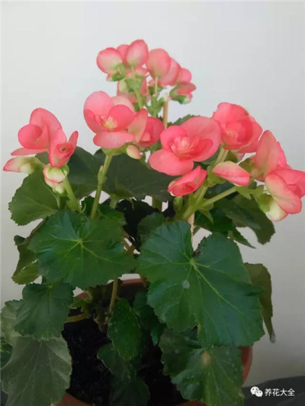 Rieger Begonia