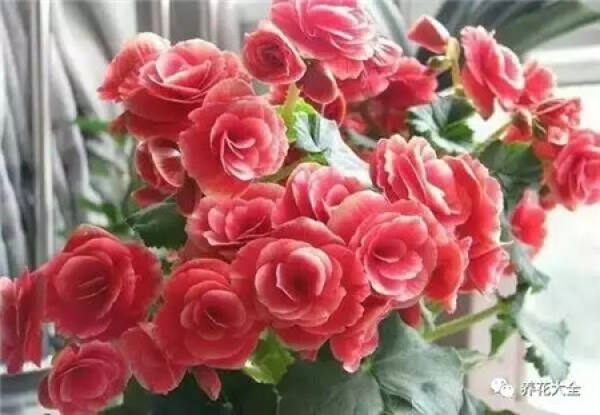 Rieger Begonia