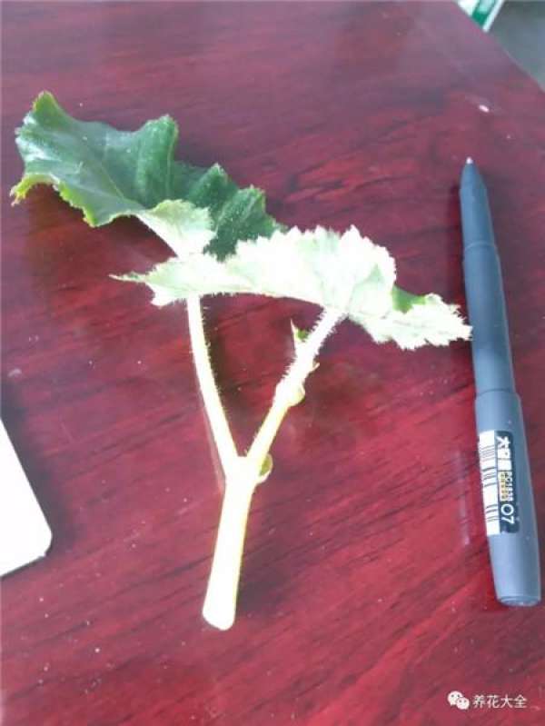 Rieger Begonia