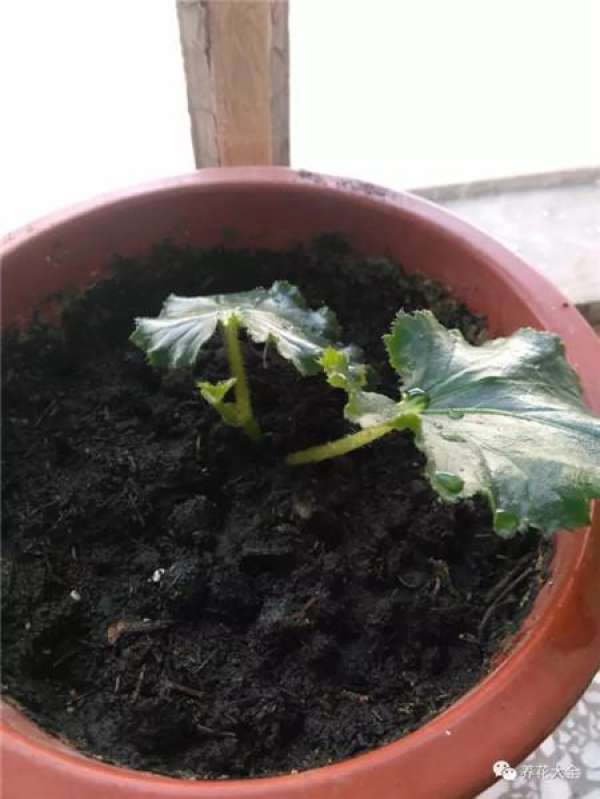 Rieger Begonia
