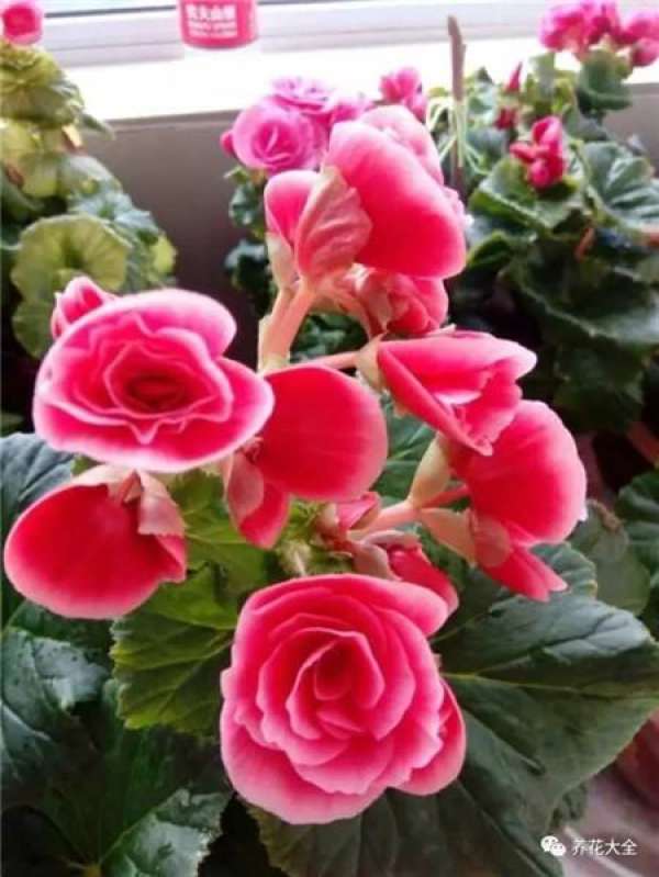 Rieger Begonia