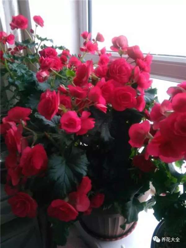 Rieger Begonia