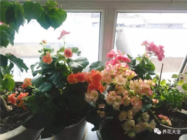 Rieger Begonia