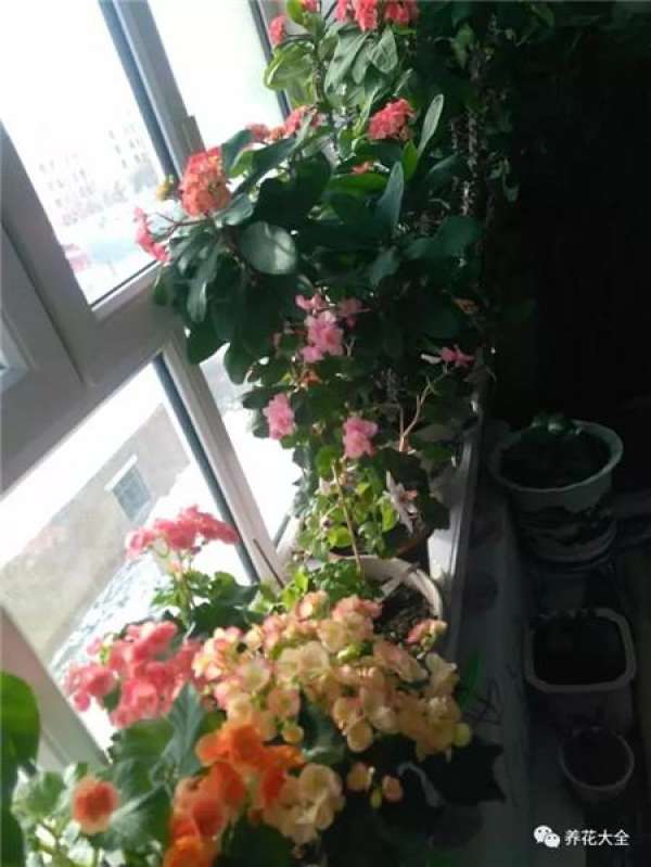 With luxuriant foliage