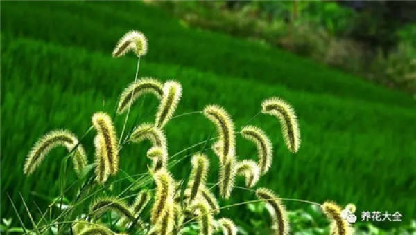 Setaria viridis