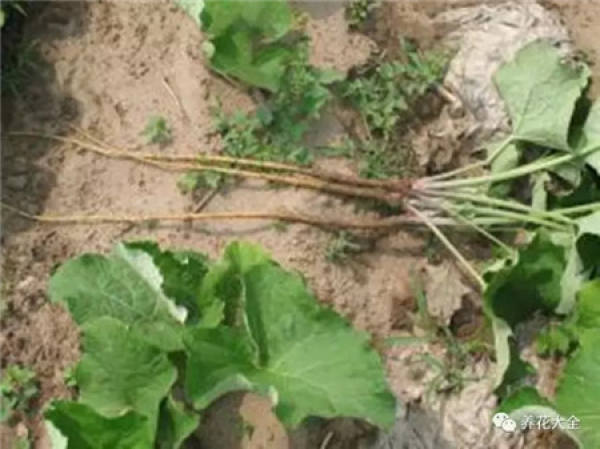 Setaria viridis