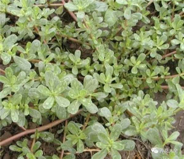 Purslane