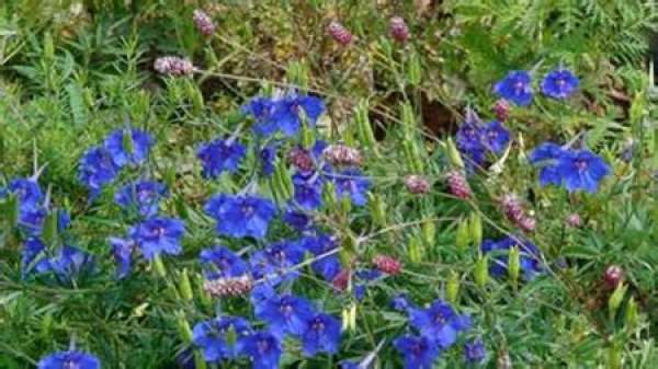 Delphinium villosum