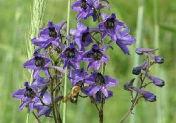 Delphinium villosum