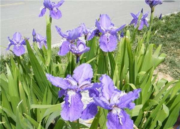 The Distinctive Flowers of Iris lactea and Iris
