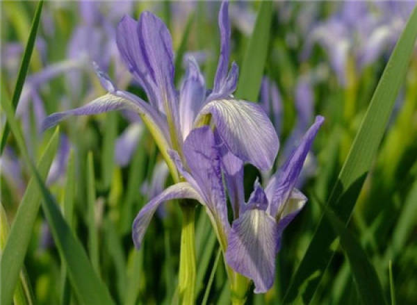 the flower of the difference between iris and iris