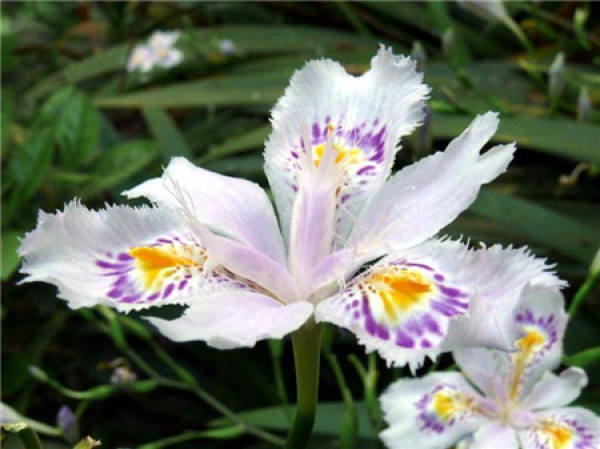 Other differences between Iris and Iris