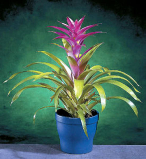 Pineapple with red leaves