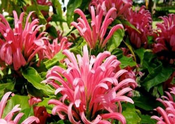 Method for culturing coral flower Method for culturing coral flower