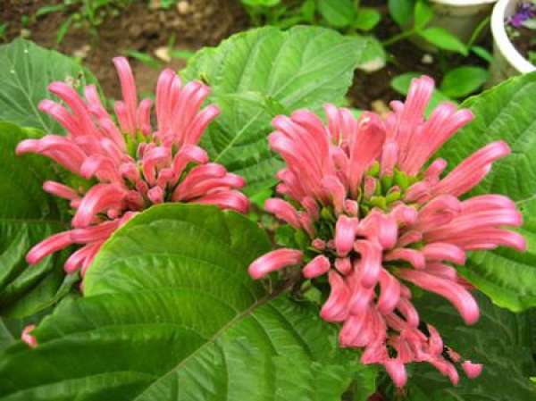 Matters needing attention in cultivation of coral flower Matters needing attention in cultivation of coral flower