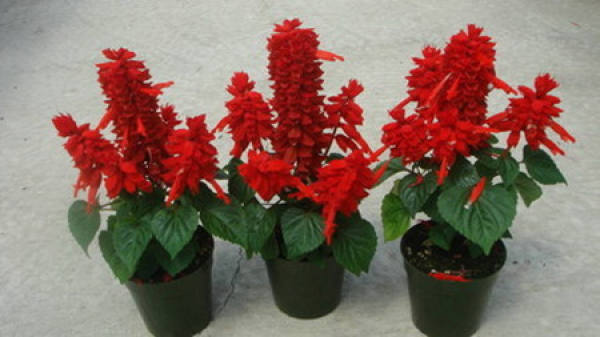 How to Make Salvia splendens Safe for Summer