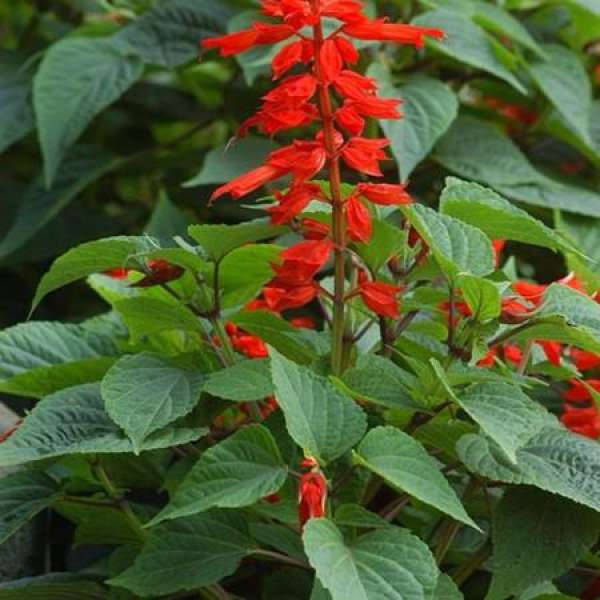 Control of plant diseases and insect pests