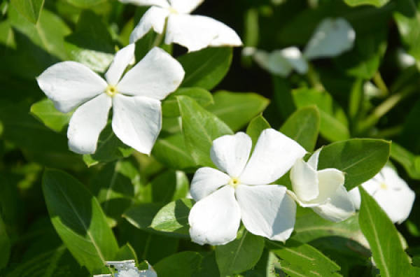 Catharanthus roseus