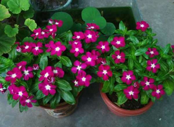Balcony violet