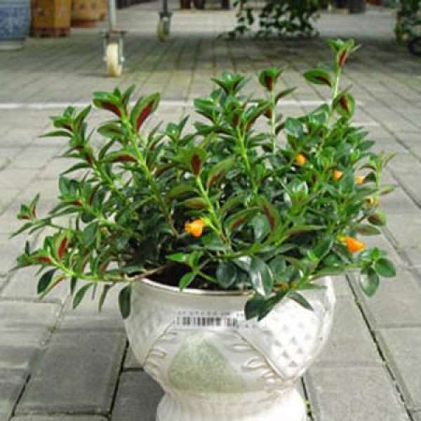 Ardisia microphylla