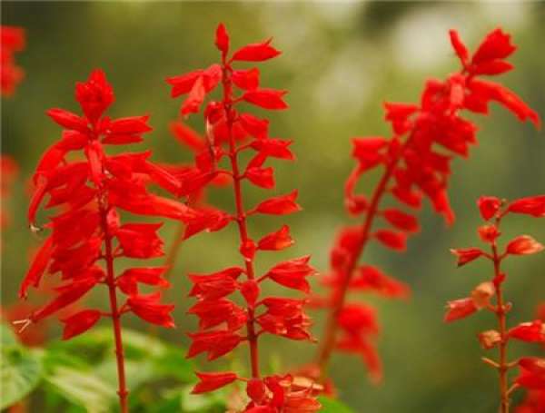 Florescence of Salvia splendens