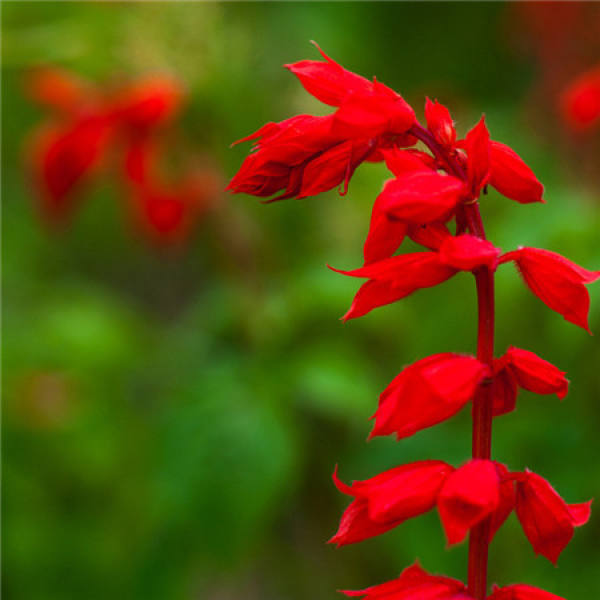 The language of a string of red flowers