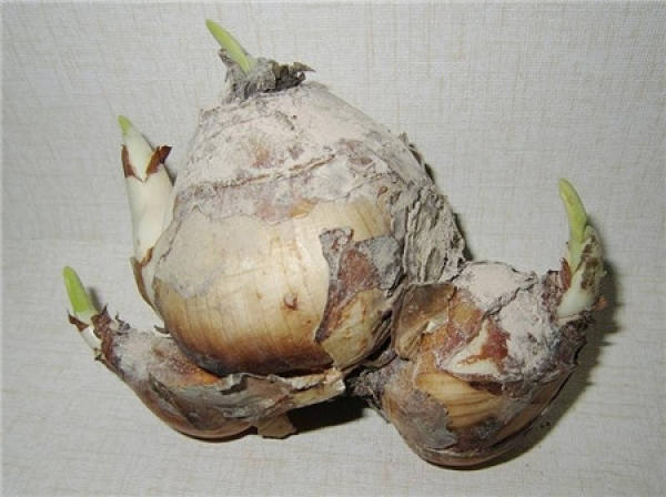 method of germination of Narcissus seed ball