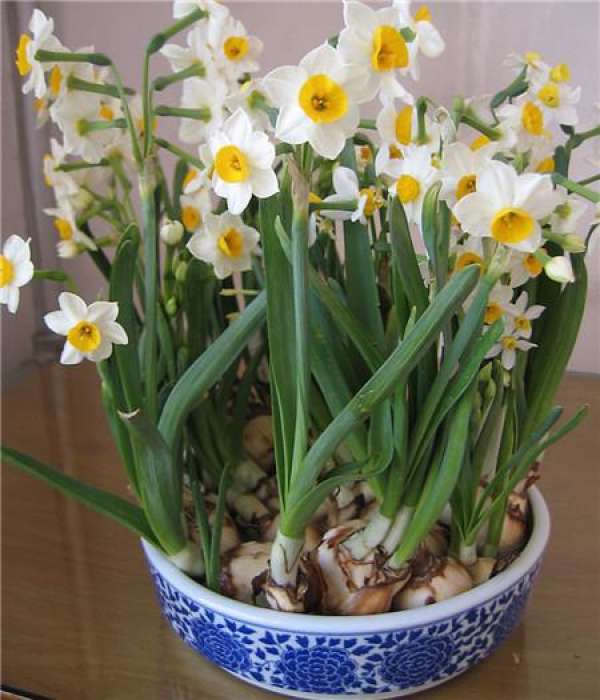 The Main Points of Narcissus Ball Chopping