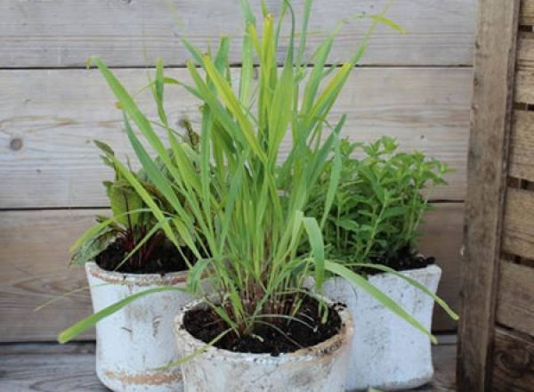 Cultivation Methods and Points for Attention of Citronella